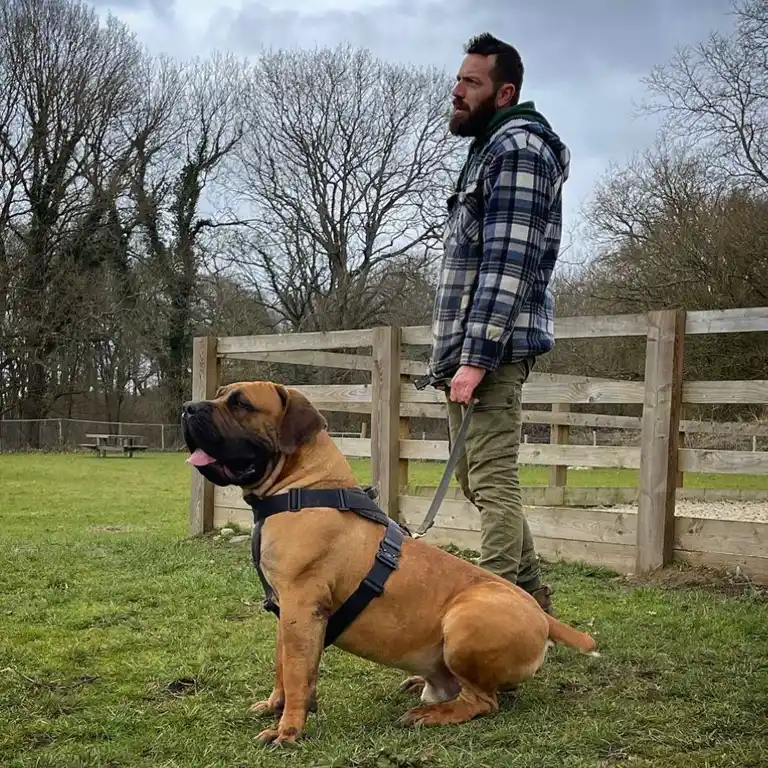 training & socialising a boerboel