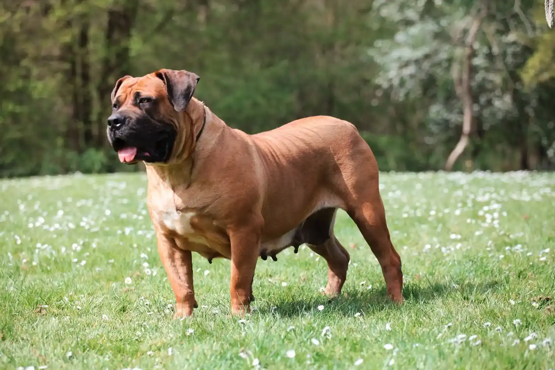 Ava - Female Boerboel from Topguard Kennels